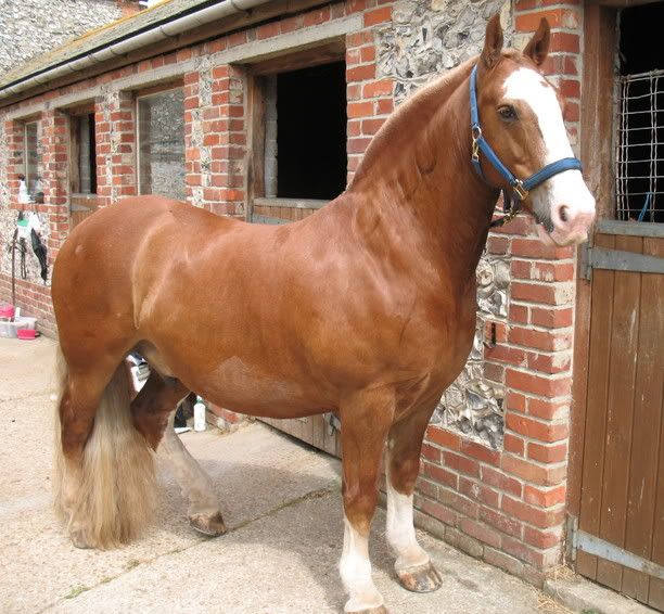 cobs and feathers New Rider Forum